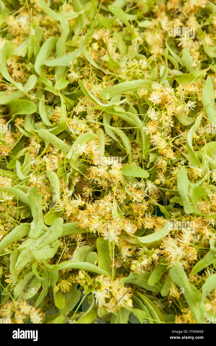 Tilia fiori Foto Stock