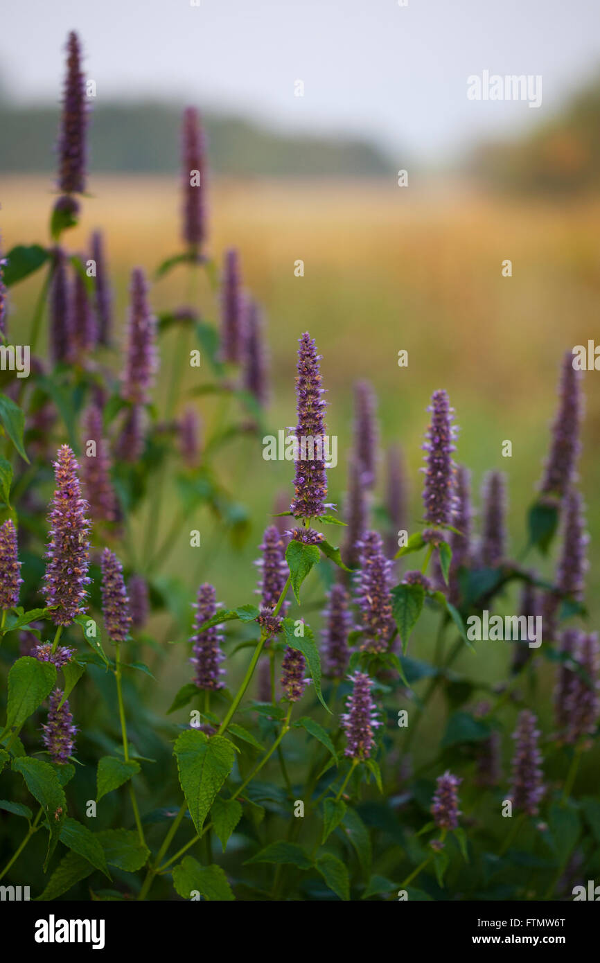 Immagine di anice gigante di issopo (Agastache foeniculum) in un giardino estivo. Foto Stock