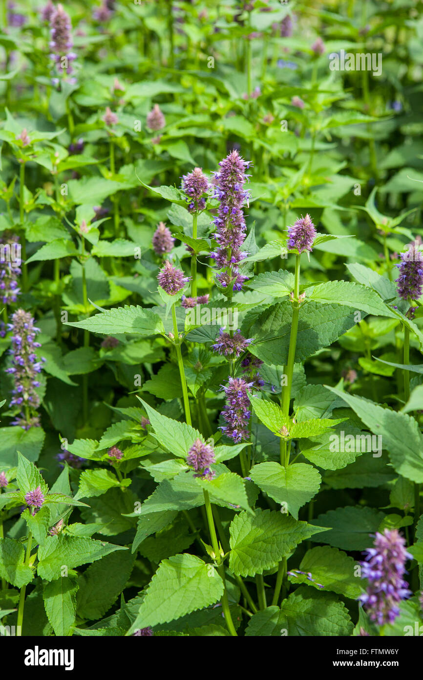 Immagine di anice gigante di issopo (Agastache foeniculum) in un giardino estivo. Foto Stock