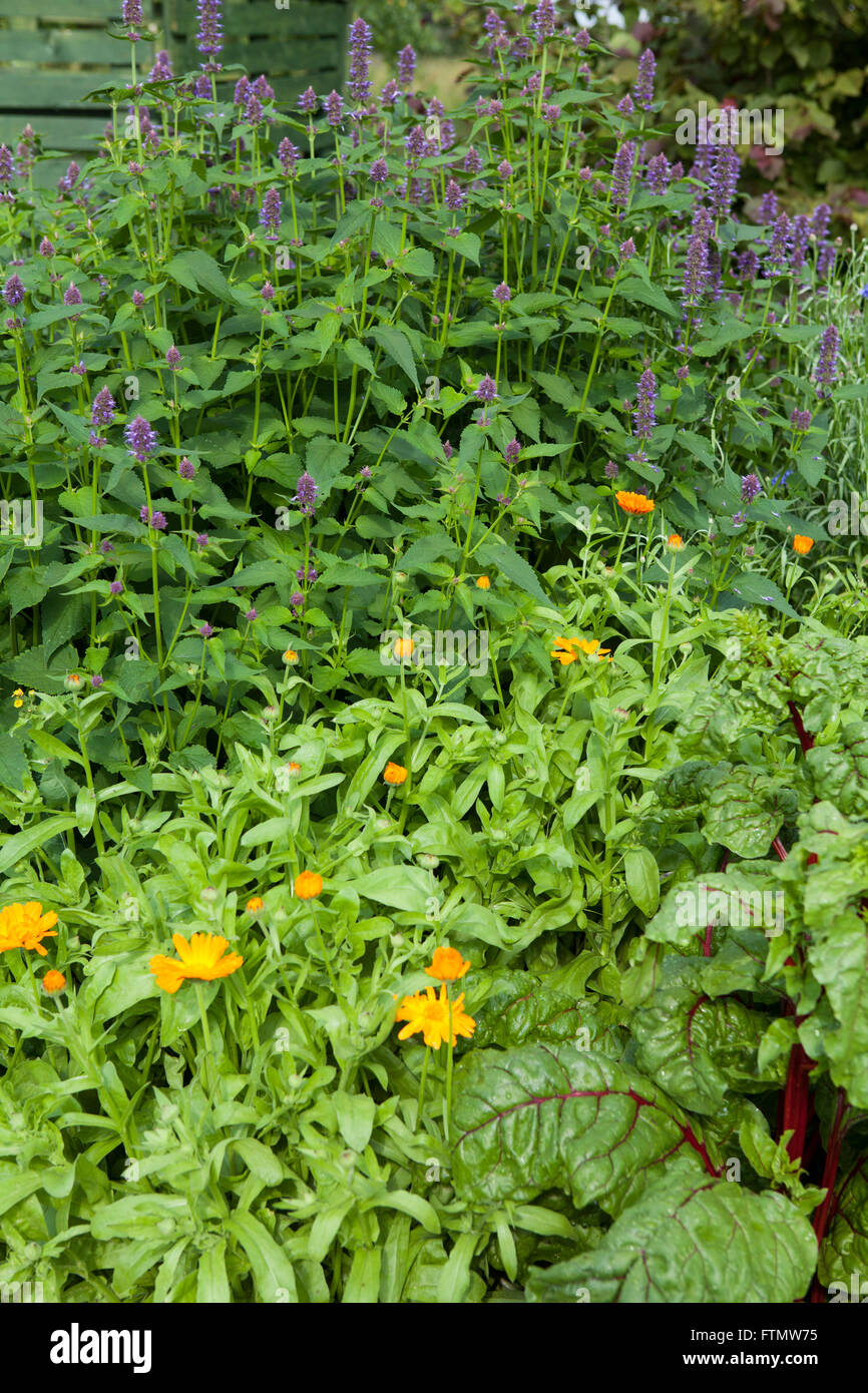 Immagine del giardino di erbe in un estate Foto Stock