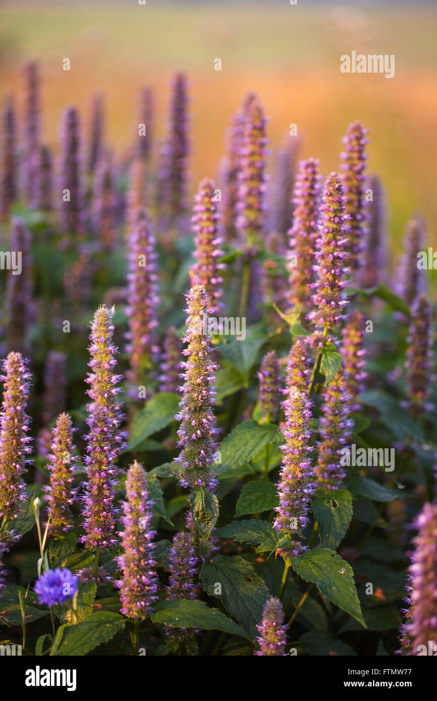 Mage gigante di anice issopo (Agastache foeniculum) in un giardino estivo. Foto Stock