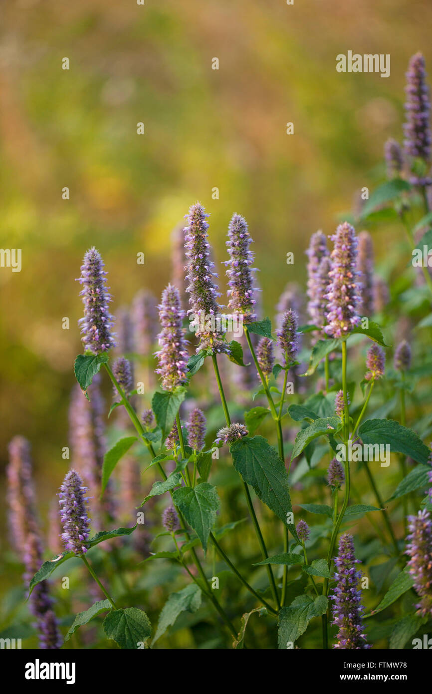 Mage gigante di anice issopo (Agastache foeniculum) in un giardino estivo. Foto Stock