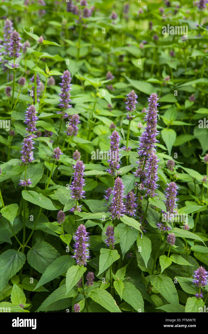 Immagine di anice gigante di issopo (Agastache foeniculum) in un giardino estivo. Foto Stock