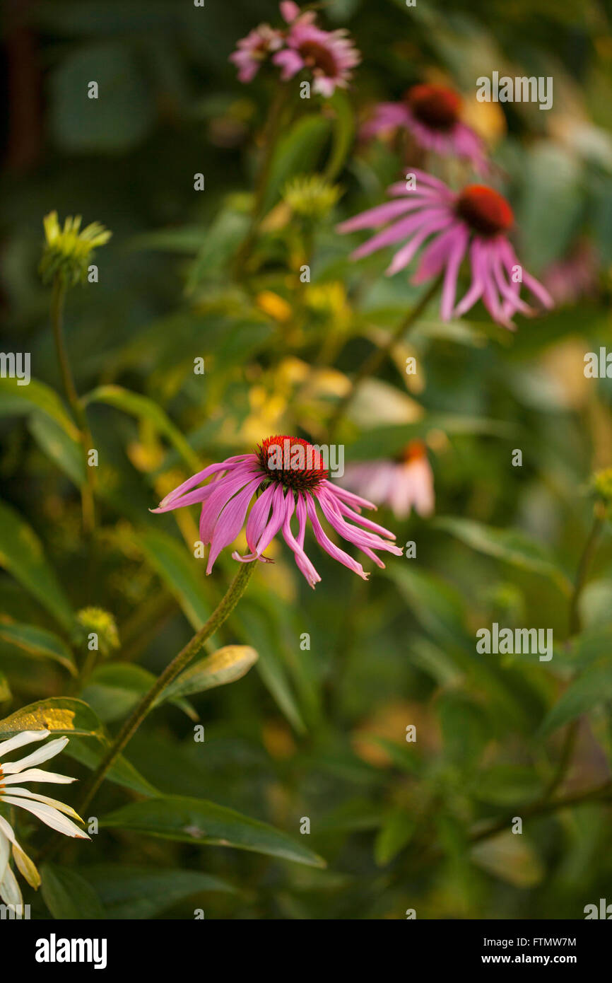 Echinacea fiori in estate il giardino di erbe. Foto Stock