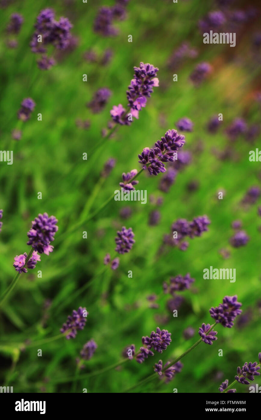 Immagine di splendida annata di lavanda in un giardino estivo. Foto Stock