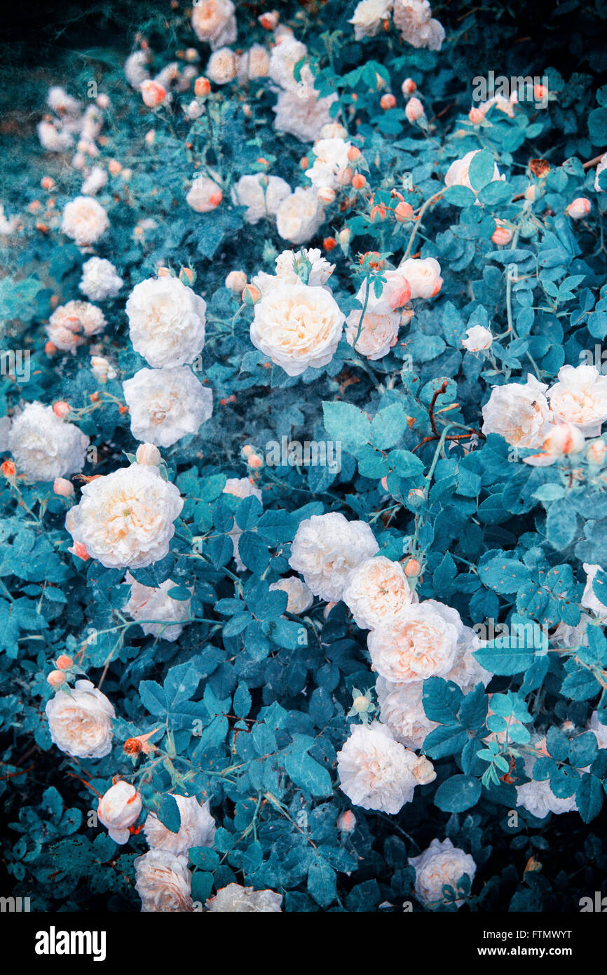 Immagine di vintage white rose bush in un romantico giardino estivo. Foto Stock