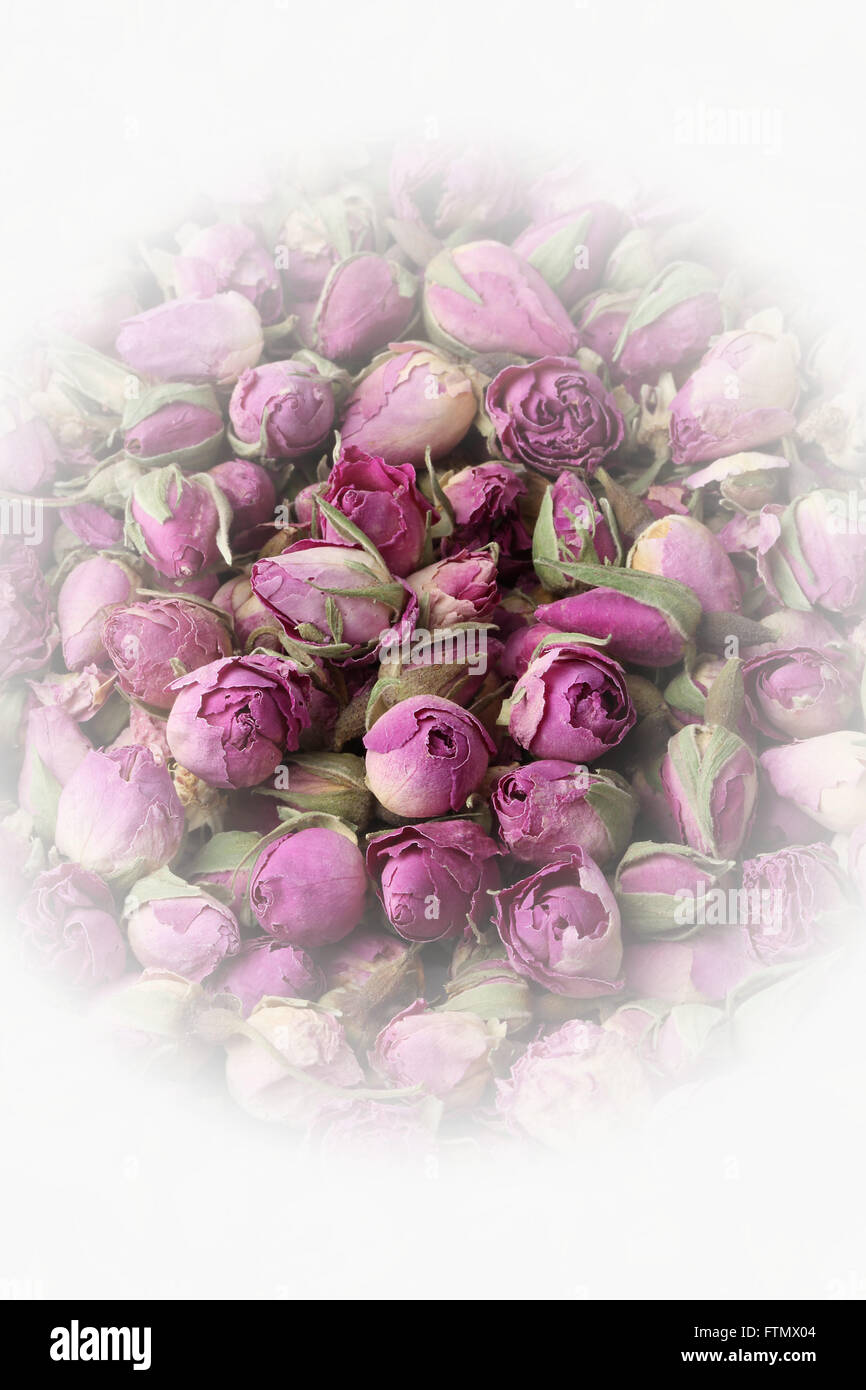 Immagine di nostalgico vintage essiccato le rose rosa boccioli. Foto Stock