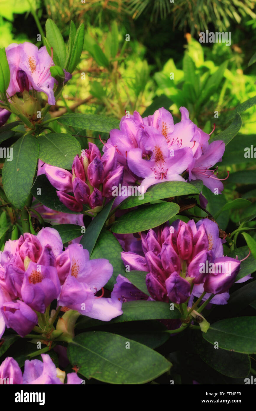 Immagine di vintage,nostalgico rhododendron sbocciano i fiori in un giardino. Foto Stock