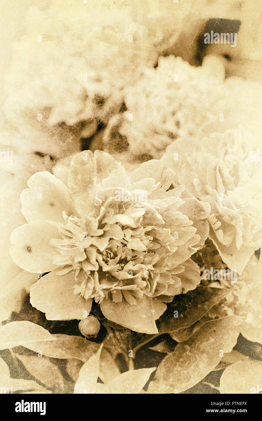Immagine di vintage,nostalgico peonia bush sbocciano i fiori in un giardino. Foto Stock
