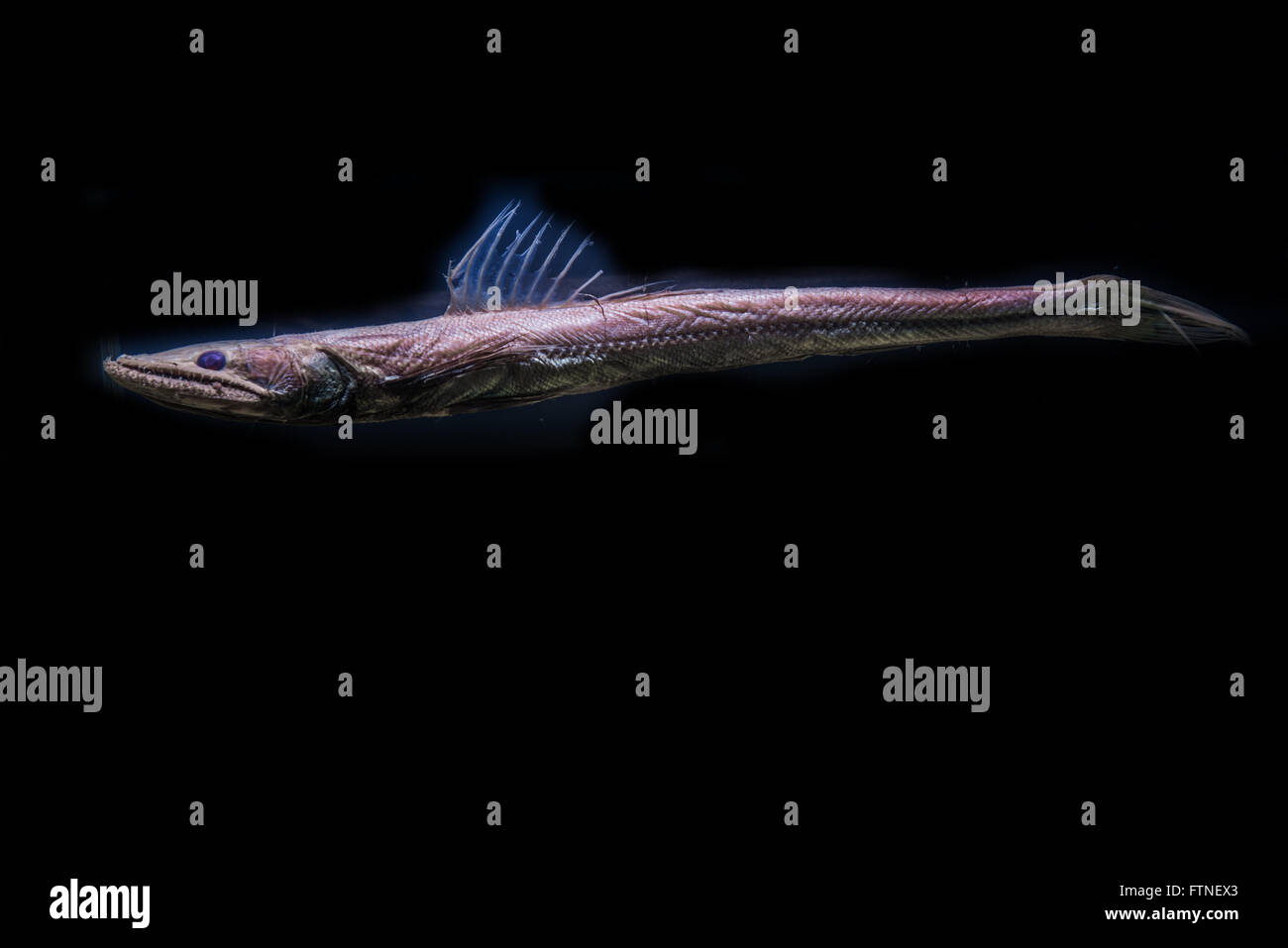 Pesci di acque profonde Foto Stock