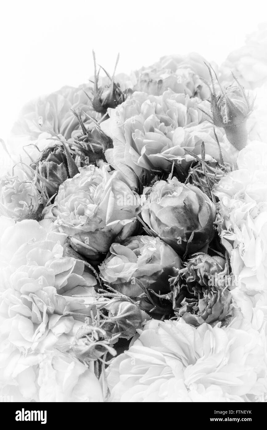 Rose dell'annata Foto Stock