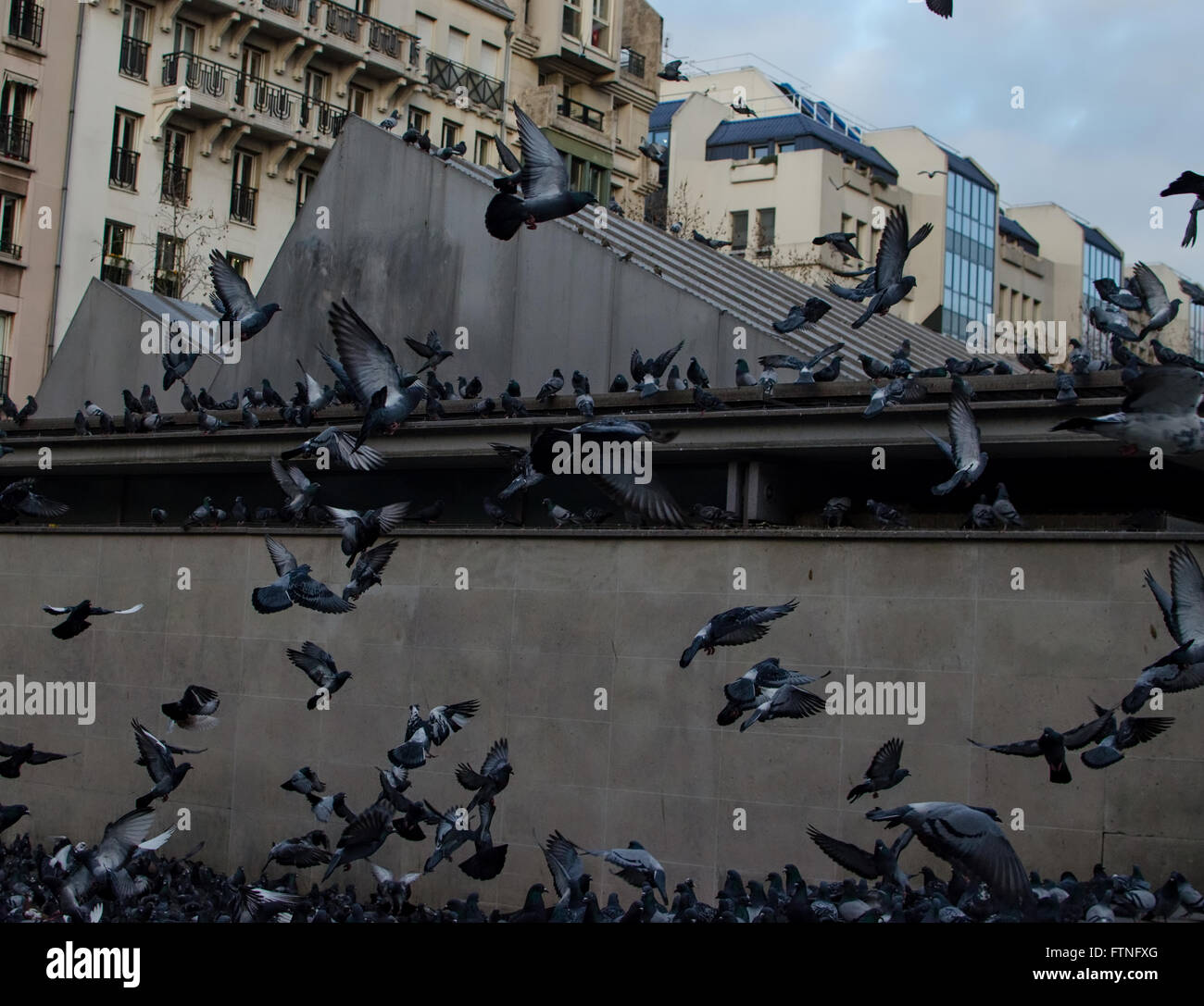 Una tempesta di piccioni in Parigi Foto Stock