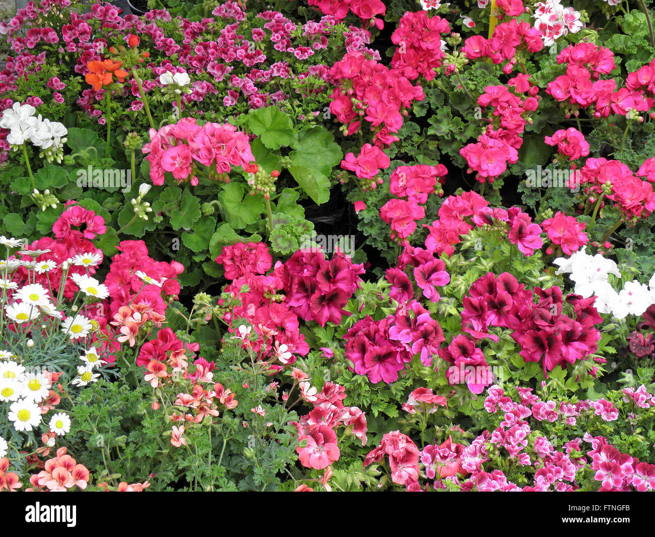 Disposizione del fiore,Zagreb, Croazia,l'Europa,giardinaggio,3 Foto Stock