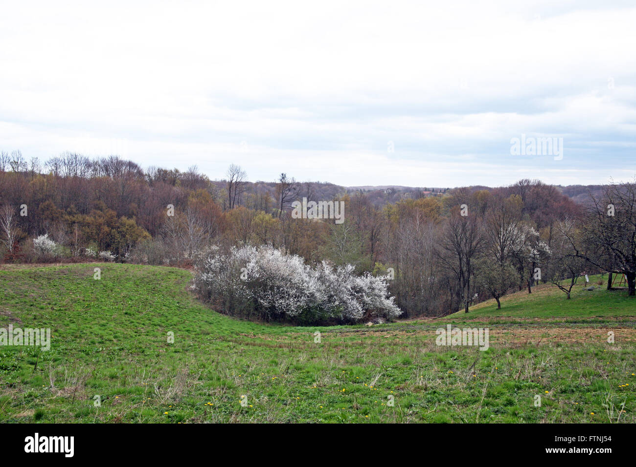 Primavera nel paese,i campi e foreste,croazia,l'Europa Foto Stock