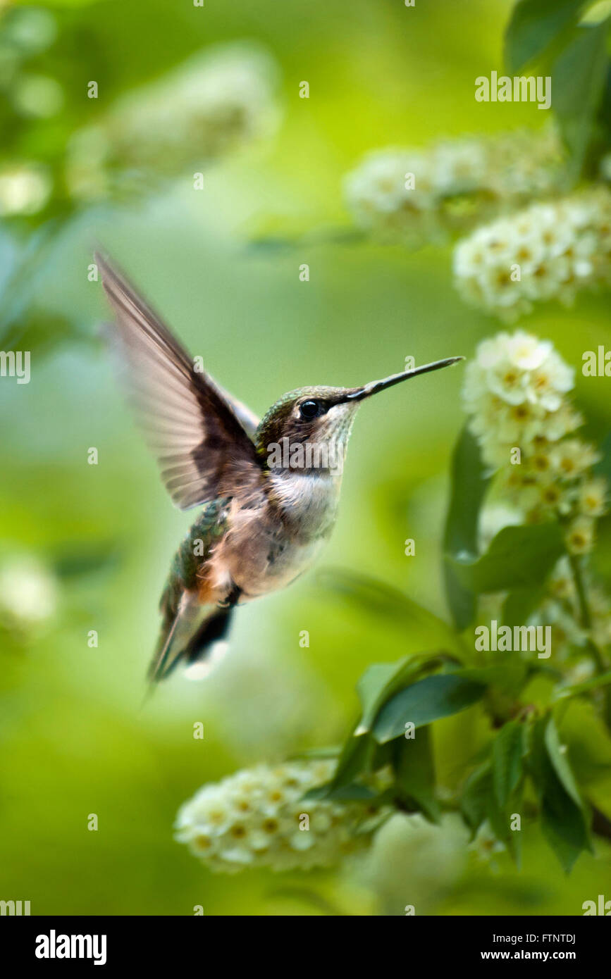 Hummingbird battenti vicino fino nel giardino estivo habitat con fiori bianchi su sfondo verde Foto Stock
