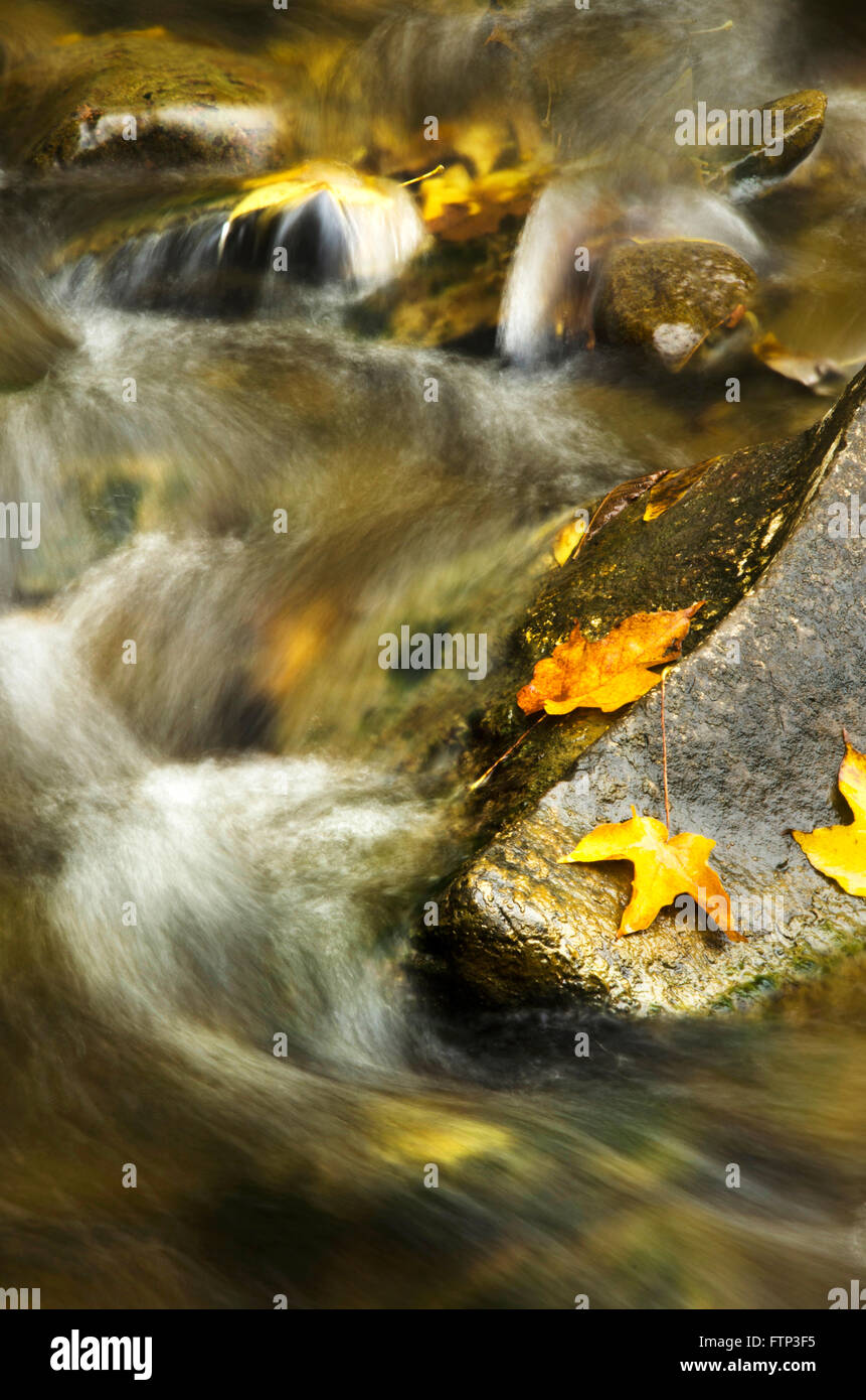 Acqua in movimento in creek con la caduta delle foglie. Foto Stock