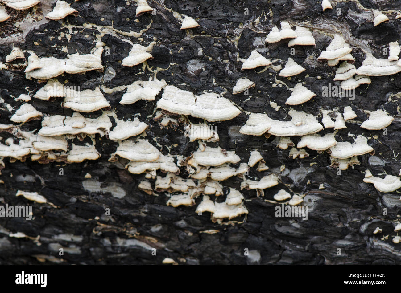 La staffa o mensola di funghi sui morti bruciati di corteccia di albero. Foto Stock