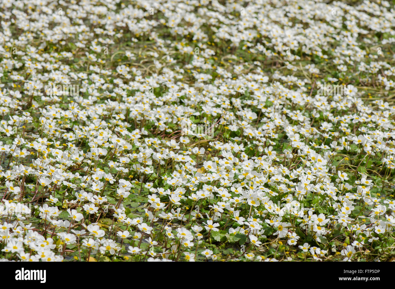 Acqua di stagno-stella ,Ranunculus peltatus, nel flusso, Andalusia, Spagna. Foto Stock