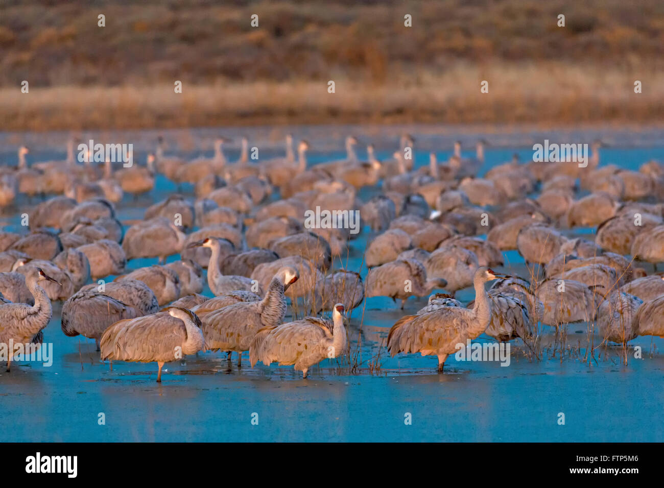 Gru Sandhill riposare in acqua congelata dopo overnighting insieme per tenere in caldo al Bosque del Apache National Wildlife Refuge in San Antonio, Nuovo Messico. Le gru congelare in luogo come le temperature di notte lascia cadere e poi libera di se stessi quando il sole riscalda l'acqua. Foto Stock