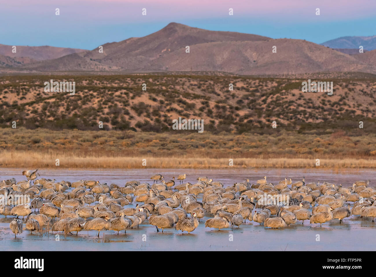 Gru Sandhill riposare in acqua congelata dopo overnighting insieme per tenere in caldo al Bosque del Apache National Wildlife Refuge in San Antonio, Nuovo Messico. Le gru congelare in luogo come le temperature di notte lascia cadere e poi libera di se stessi quando il sole riscalda l'acqua. Foto Stock