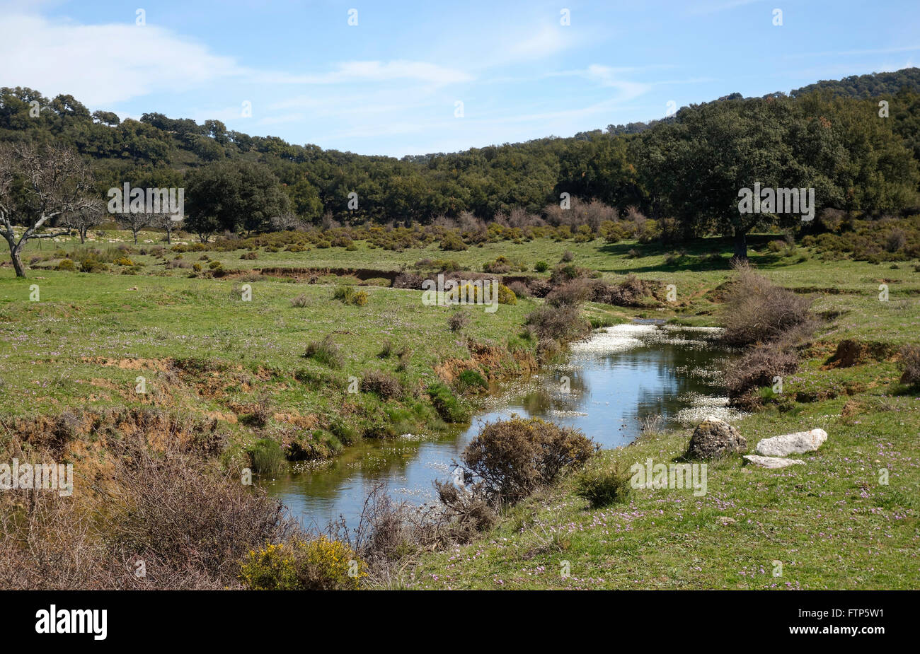 Rio Campobuche, Fiume, Parco Naturale di Grazalema, riserva, Andalusia, Spagna. Foto Stock