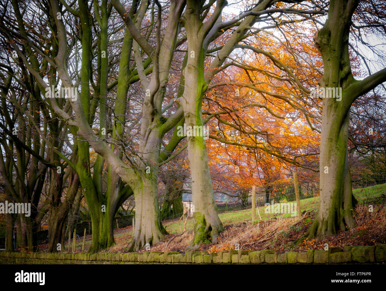 Fila di alberi nella stagione autunnale al Peak District ,l'Inghilterra Foto Stock