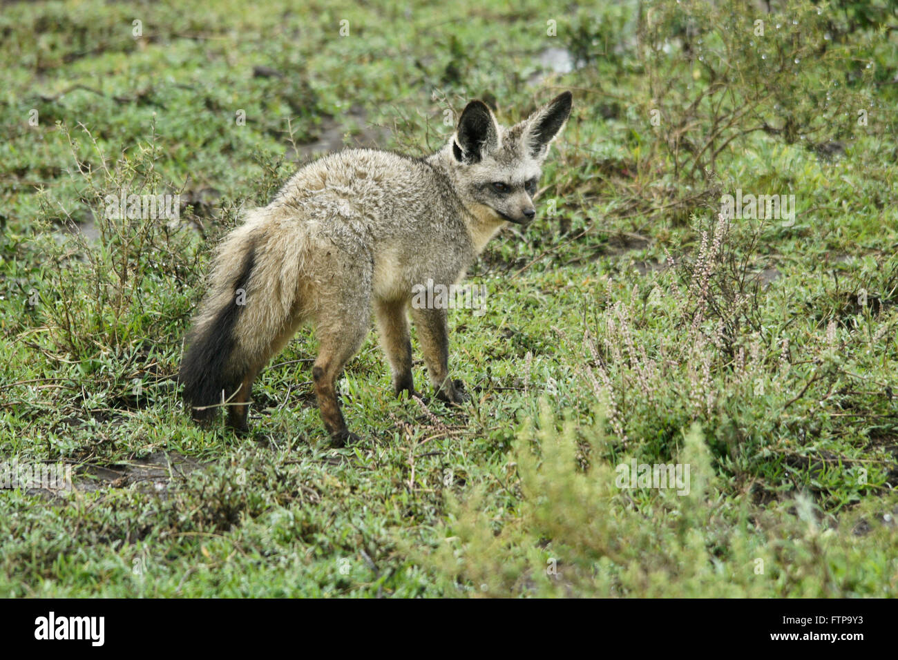 Bat-eared Fox, Ngorongoro Conservation Area (Ndutu), Tanzania Foto Stock