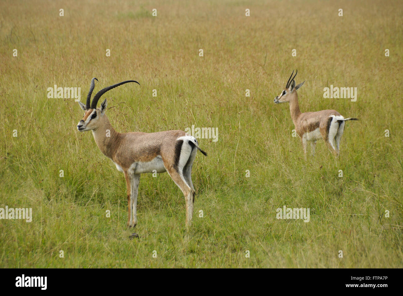 Maschio e femmina della sovvenzione gazzelle su savannah, Serengeti National Park, Tanzania Foto Stock