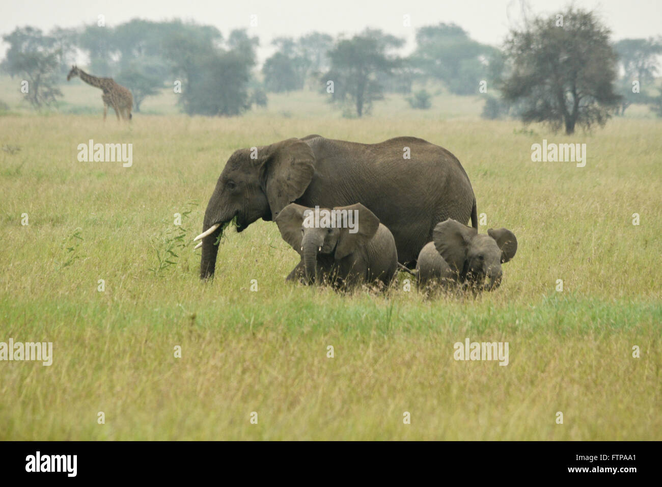 Elefante femmina mentre pascolano vitelli di riprodurre, Masai giraffe in background, Serengeti National Park, Tanzania Foto Stock