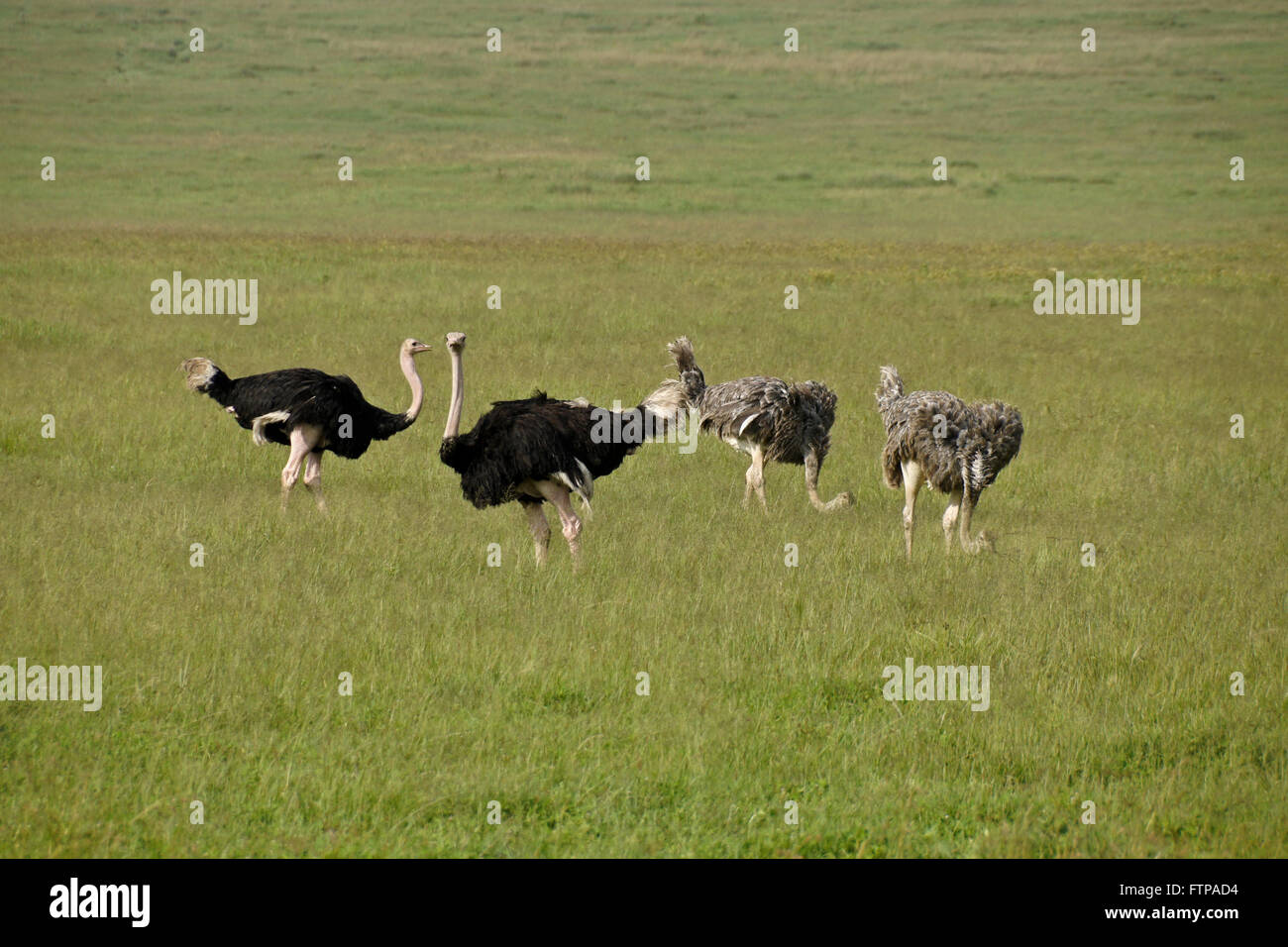 Maschio e femmina Masai struzzi, il cratere di Ngorongoro, Tanzania Foto Stock