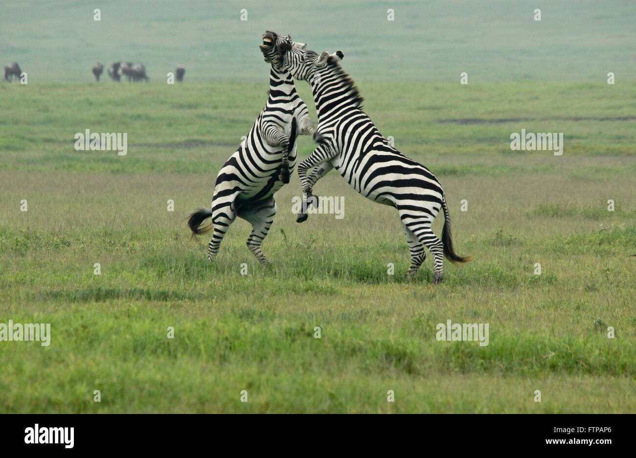 La Burchell (comune, pianure) zebra stalloni combattimenti, il cratere di Ngorongoro, Tanzania Foto Stock