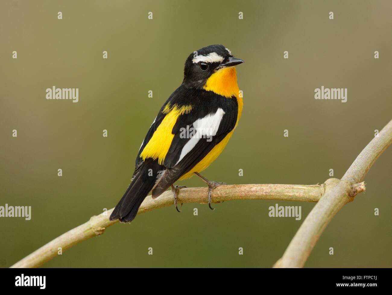 Bel maschio giallo-rumped Flycatcher (Ficedula zanthopygia) in piedi sul ramo Foto Stock