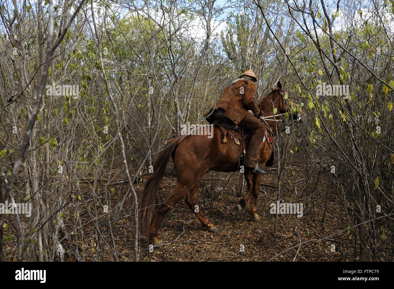 Cowboy guardando la Gazza Ox - fa parte degli eventi della vigilia di Natale la Messa Foto Stock