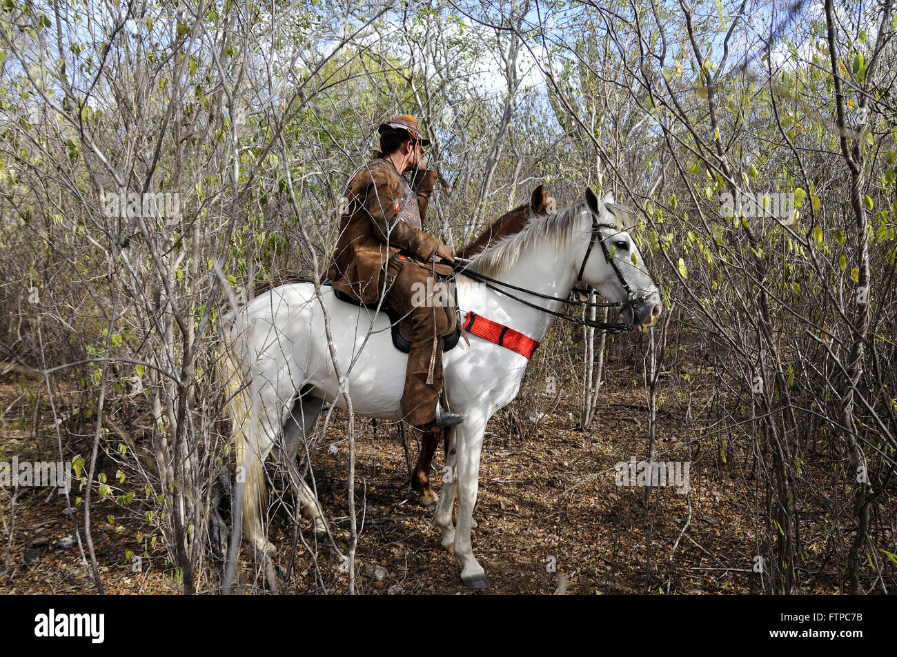 Cowboy guardando la Gazza Ox - fa parte degli eventi della vigilia di Natale la Messa Foto Stock