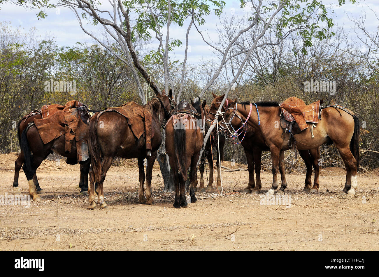 I cowboys cavalli i partecipanti a gestire Ox nella savana di Ipueira Foto Stock