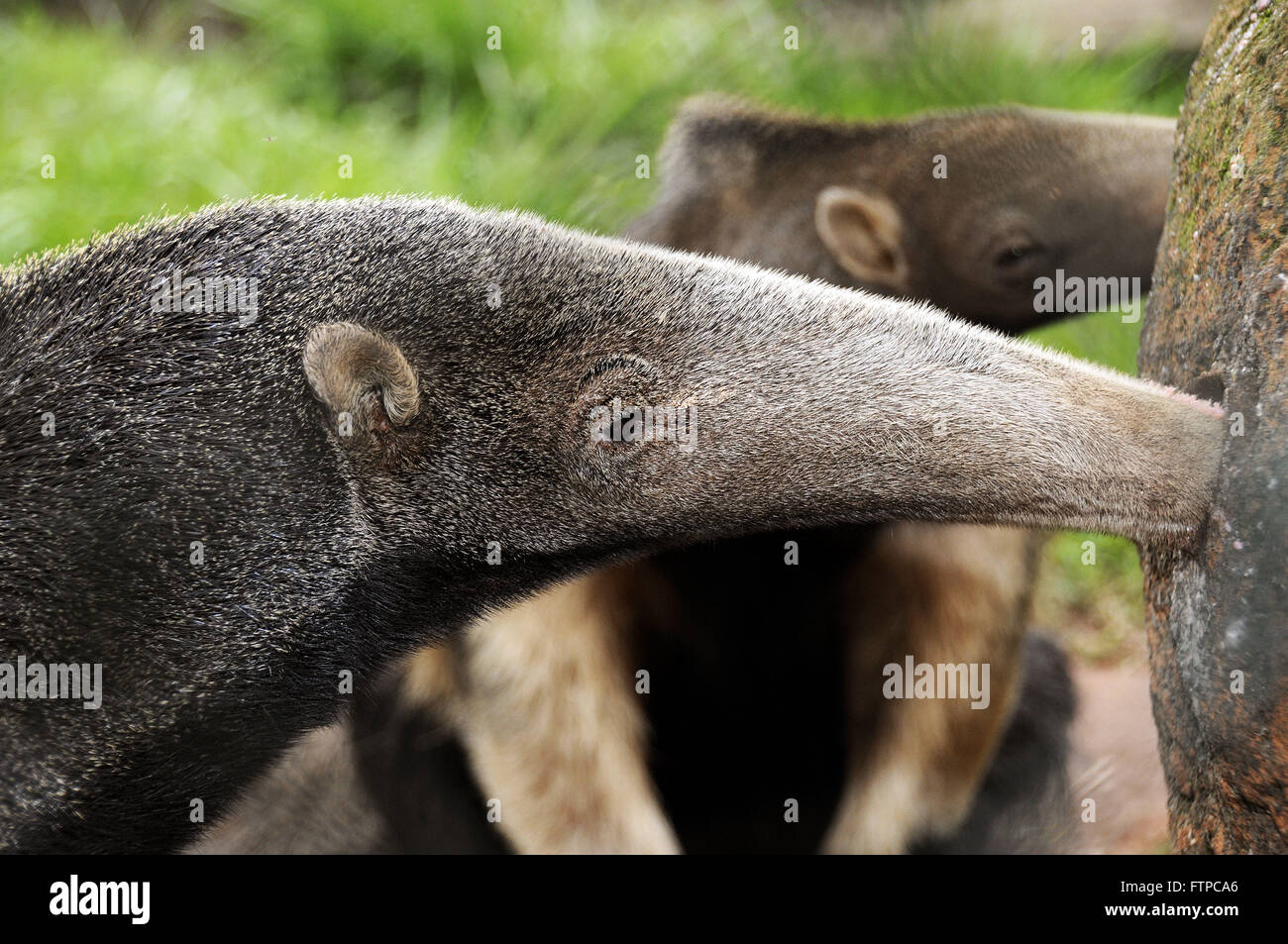 Anteater - Myrmecophaga tridactyla - Zooparque Itatiba - SP Foto Stock