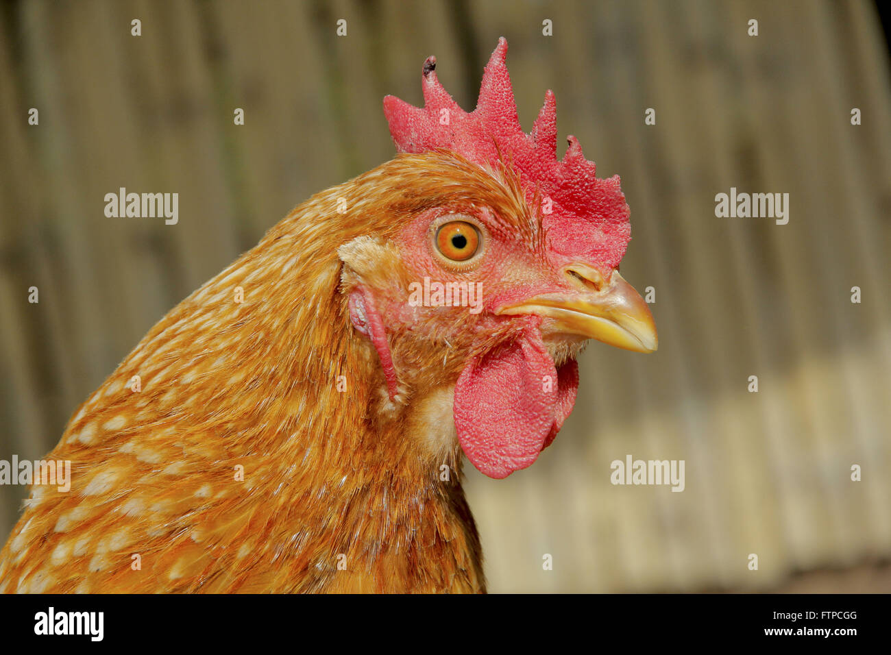 La Rooster - Gallus gallus Foto Stock