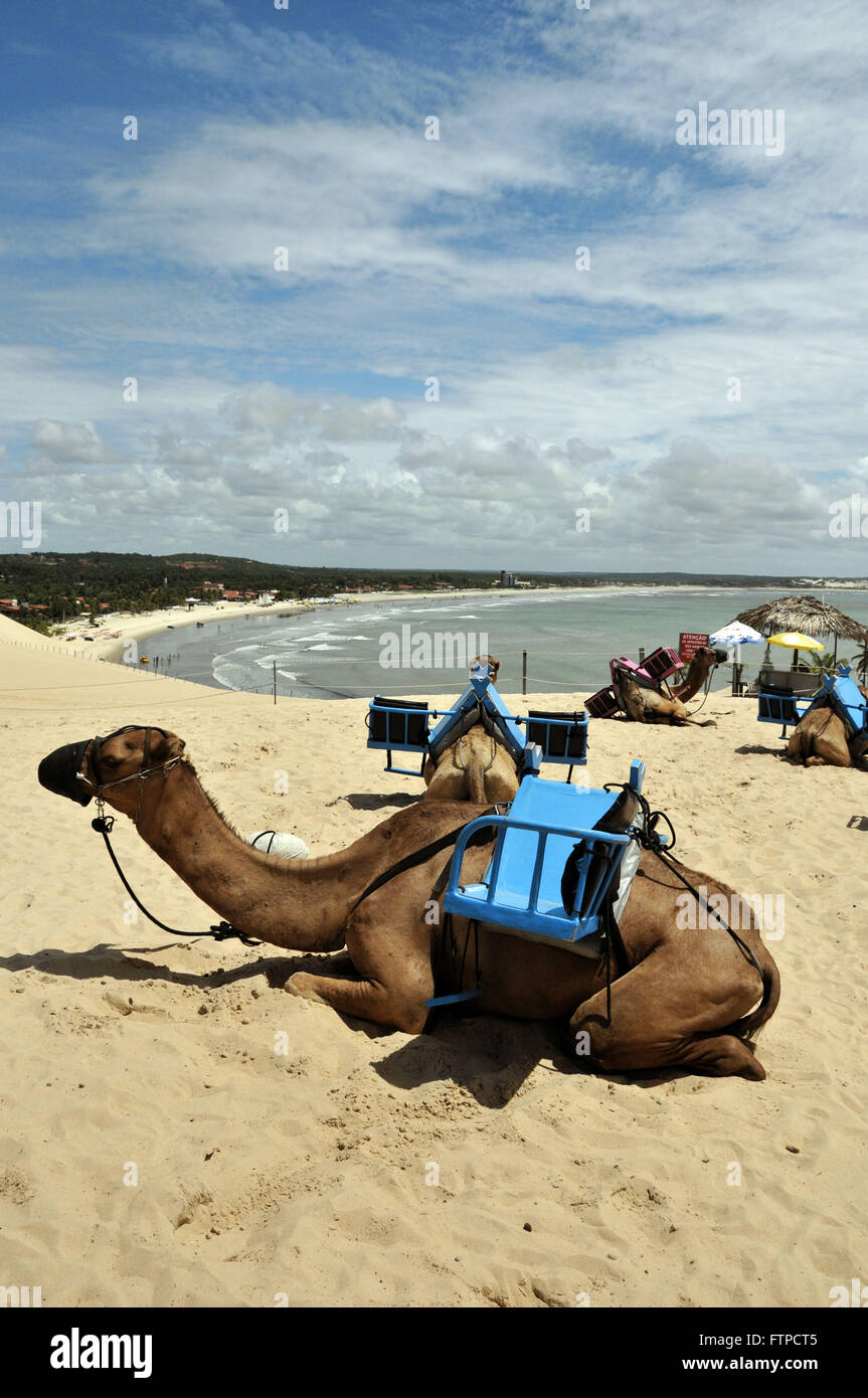 Dromedari spiaggia di Genipabu - Polo costa Dune Foto Stock