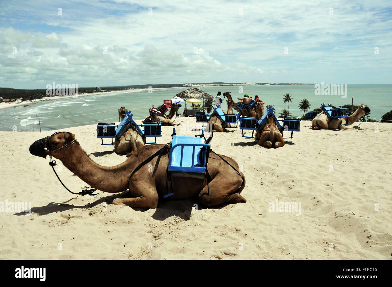 Dromedari spiaggia di Genipabu - Polo costa Dune Foto Stock