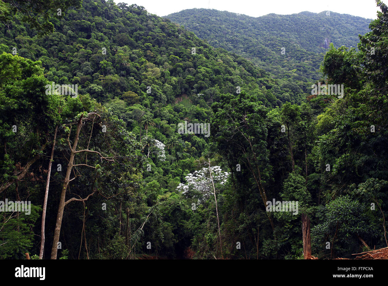 Tijuca Forest National Park in alto da Boa Vista Foto Stock