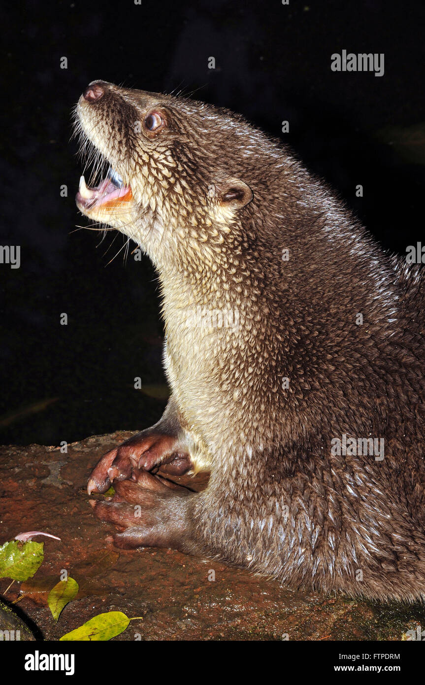 Otter mostrando zanne - longicaudis lutra Foto Stock
