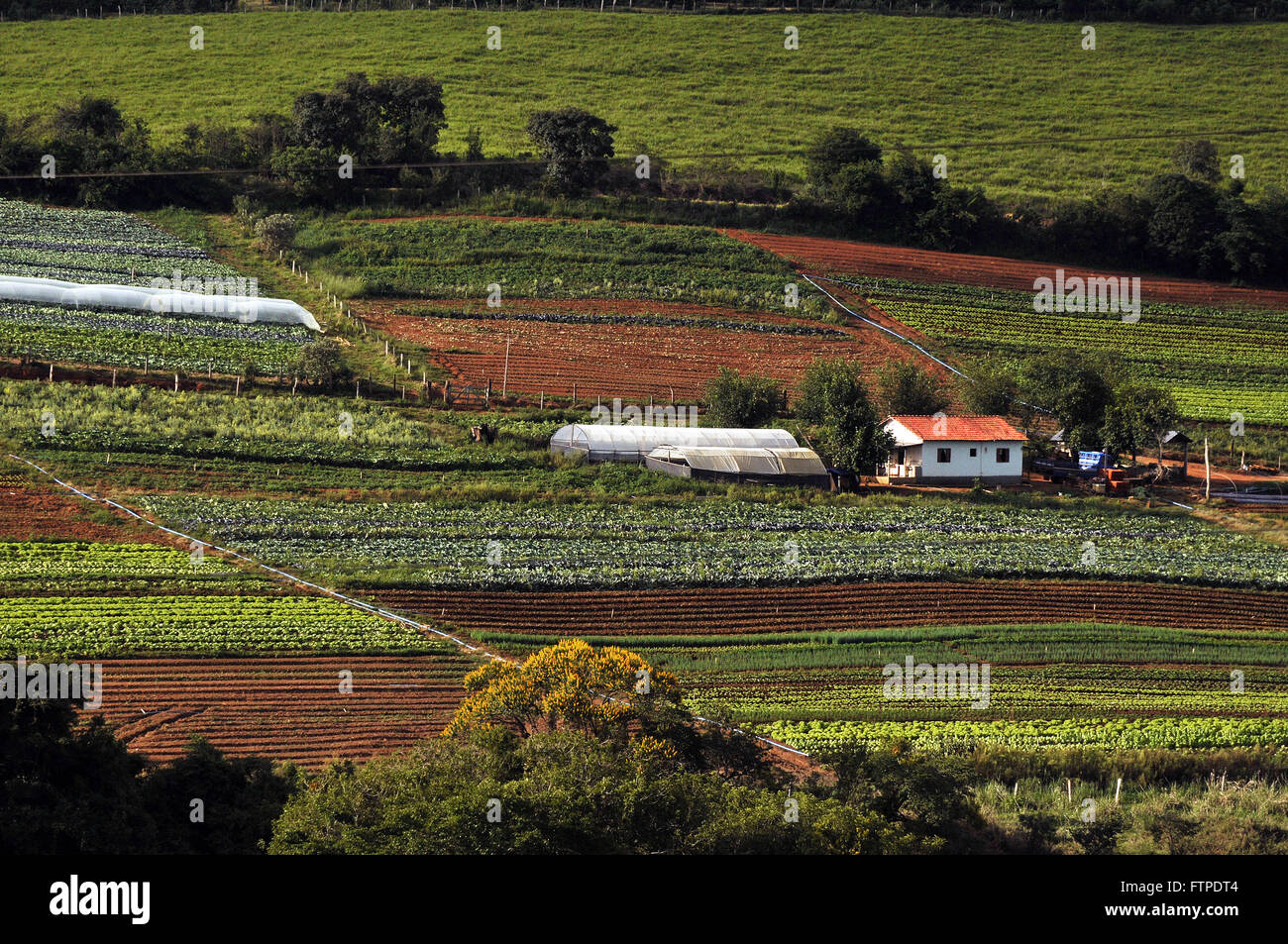 Orticoltura nelle zone rurali a Varginha - a sud di Minas Gerais Foto Stock