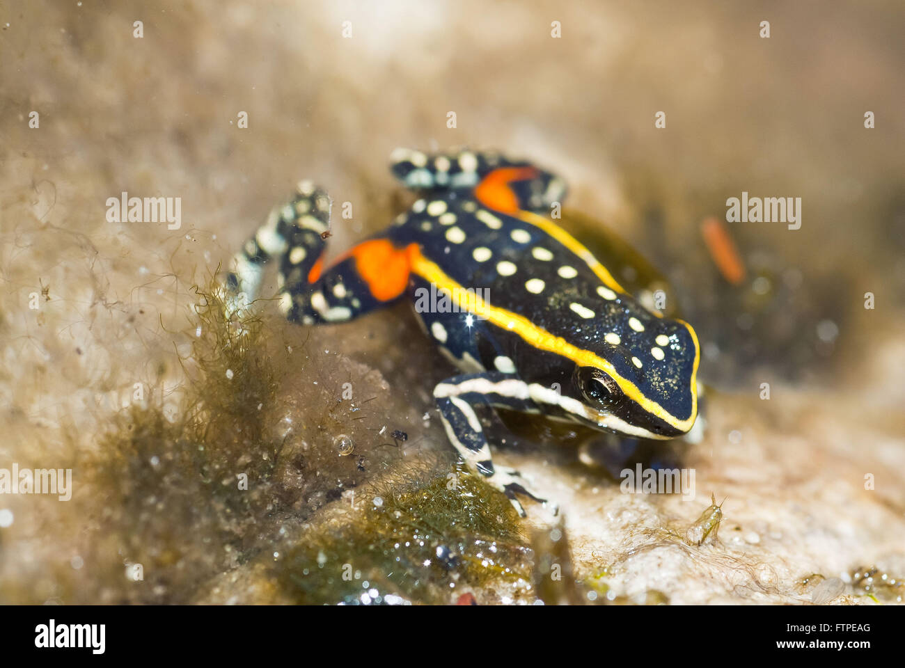 Epipedobates flavopictus rana endemica della Chapada dos Foto Stock