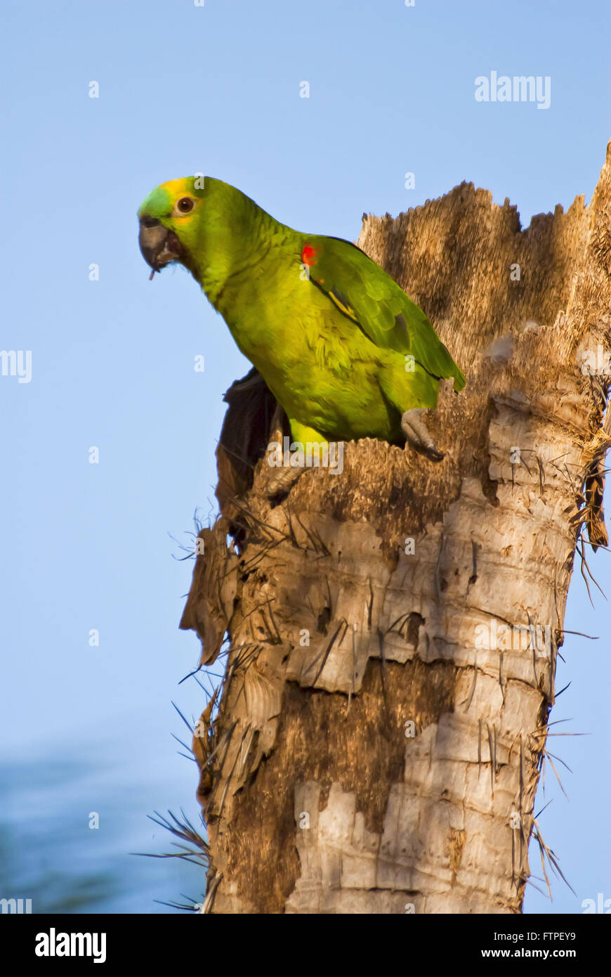 Vero Parrot - specie in via di estinzione - Amazon aestiva Foto Stock