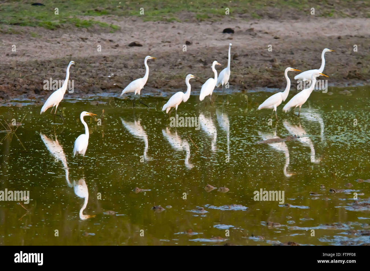 Gregge di aironi nel Pantanal - Casmerodius Albus Foto Stock