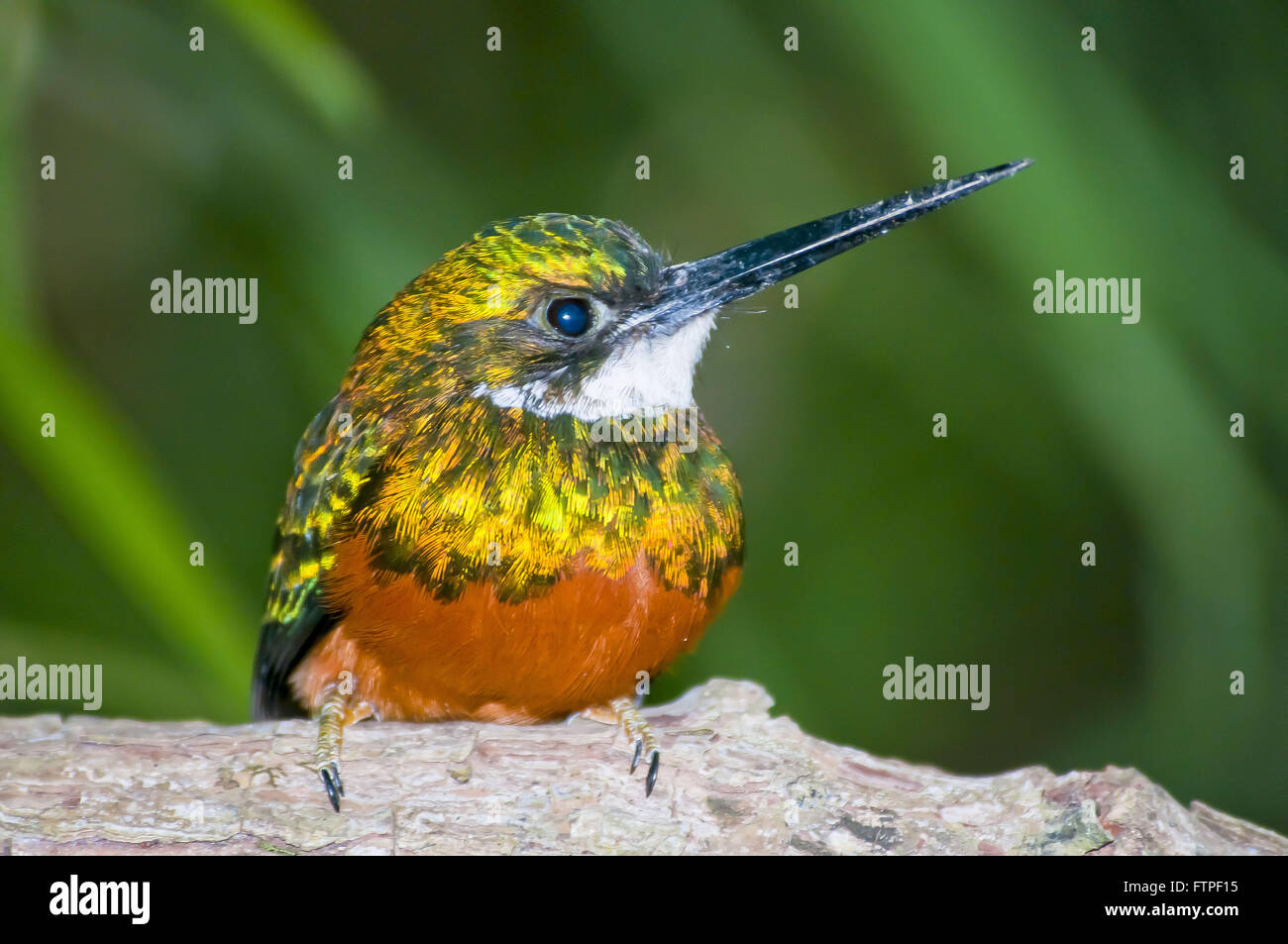 Ago-bill - Ariramba o Hummingbird di foresta vergine - Galbula ruficauda Foto Stock