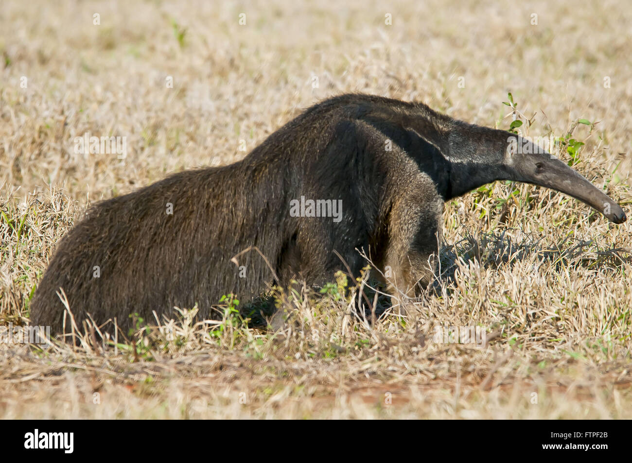 Anteater - minacciata di estinzione degli animali - Myrmecophaga tridactyla Foto Stock