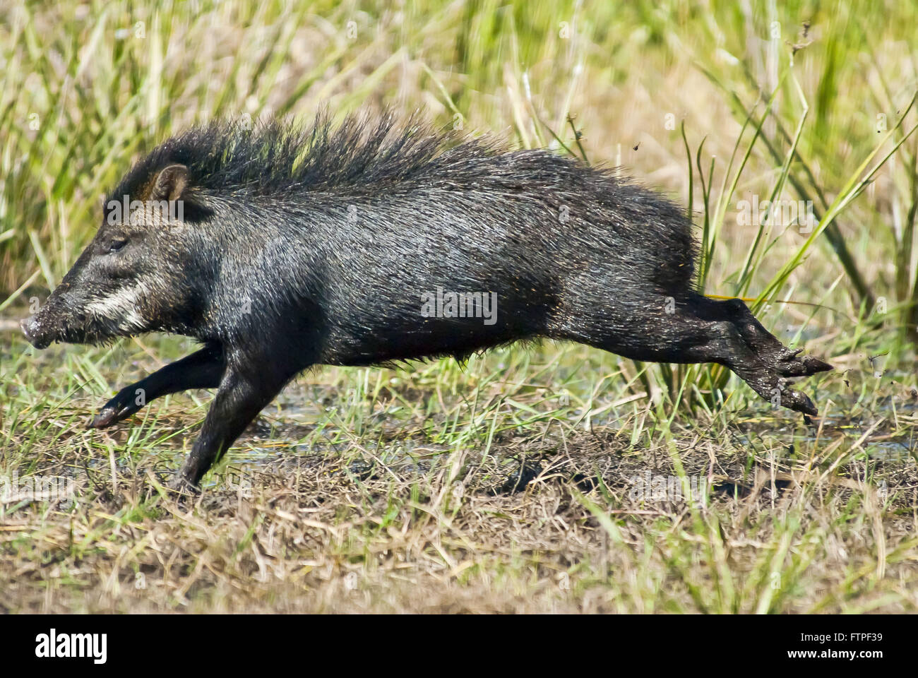 Pig-per-kill in esecuzione nel Pantanal - Tayassu Tajacu Foto Stock