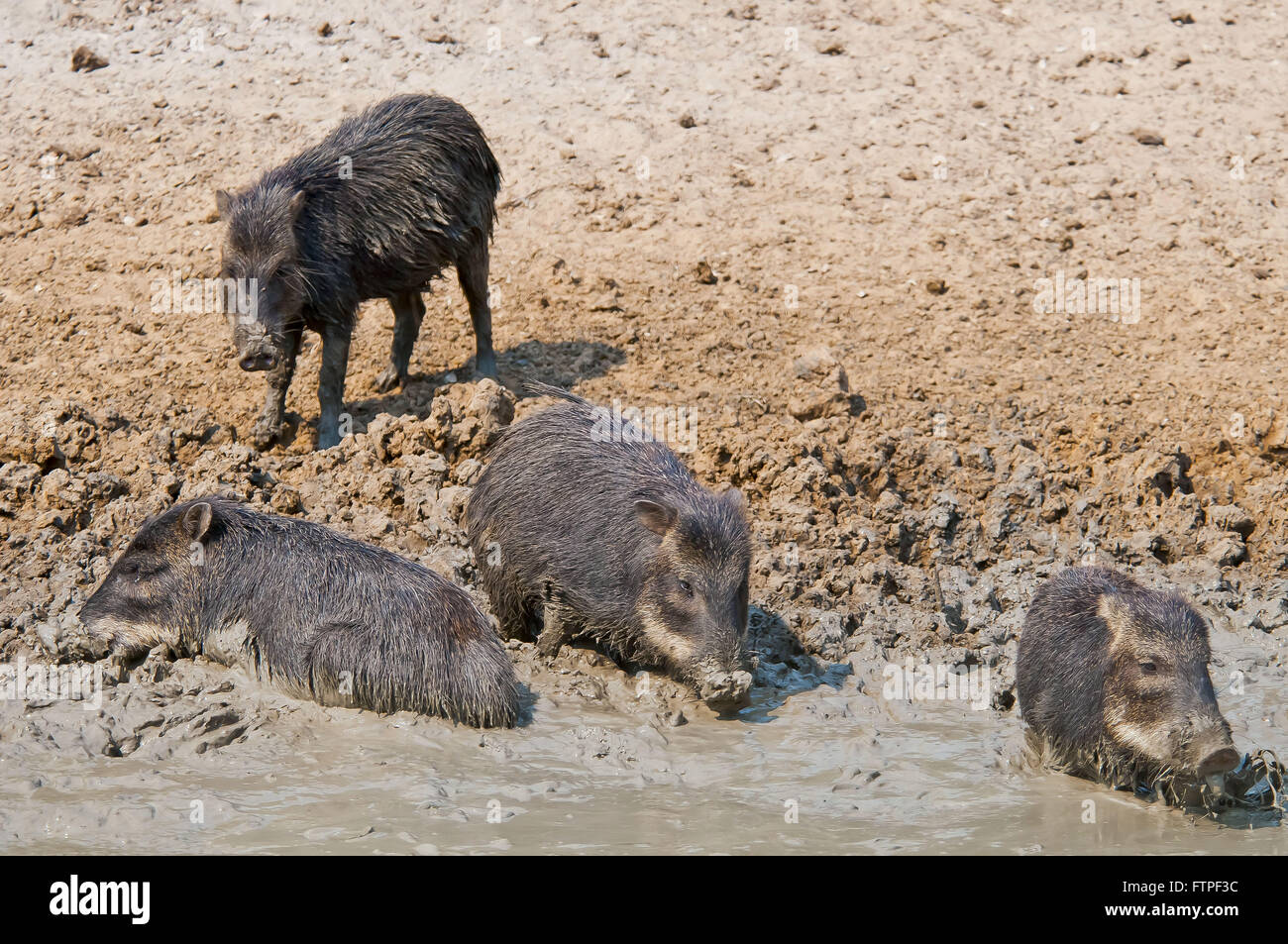 Pig-per-kill del Pantanal - Tayassu Tajacu Foto Stock