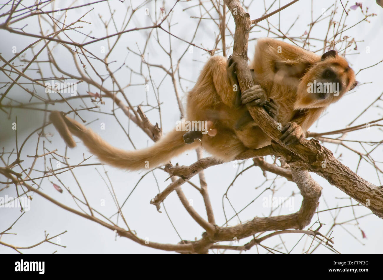 Scimmia urlatrice sul ramo di albero in Pantanal - Alouatta caraya Foto Stock
